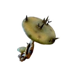 Spiny Mushroom Prop