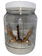 Scorpion Specimen Jar