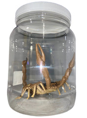 Scorpion Specimen Jar