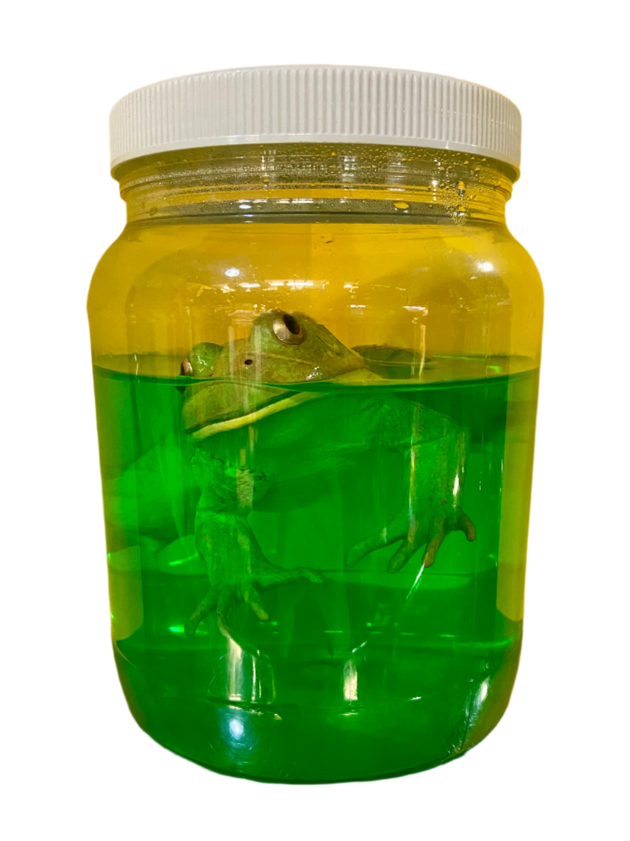 Toad Specimen Jar – AbracadabraNYC