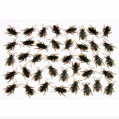 Bag of 40 Roaches