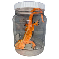 Bearded Dragon Specimen Jar