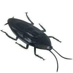 COCKROACH JUMBO