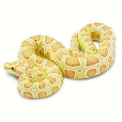 Python Prop - Albino Burmese