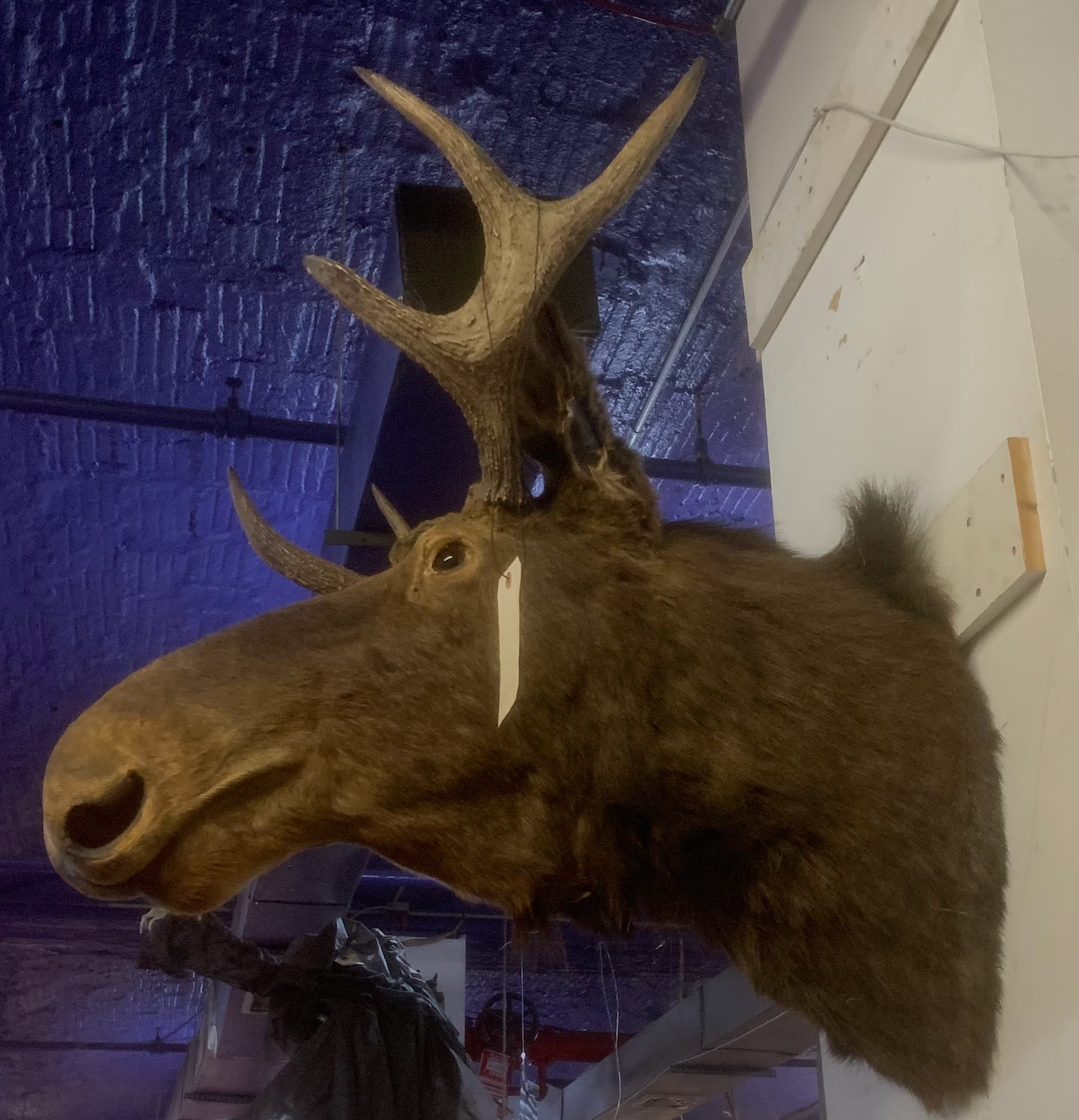 Mounted Moose Head Prop