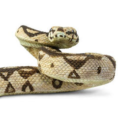 Boa Constrictor - Toy Figurine