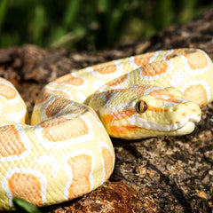 Python Prop - Albino Burmese