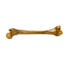 Femur Bone Special Effects Prop Clean