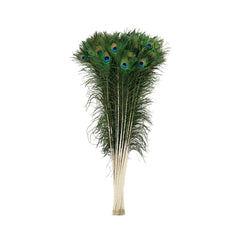 40-45" Peacock Eye Natural Feathers- 10 Piece Set