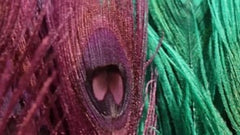 Peacock Tail Eyes Bleached Mardigras Feathers