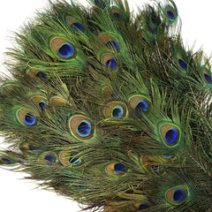 40-45" Peacock Eye Natural Feathers- 10 Piece Set