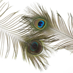 40-45" Peacock Eye Natural Feathers- 10 Piece Set