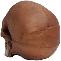 Resin Cranium Skull