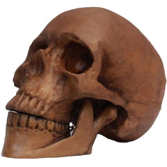 Resin Cranium Skull