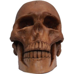 Resin Cranium Skull