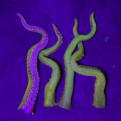 2' Octopus Posable Tentacle Blacklight Prop