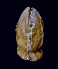 Alien Egg Prop