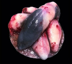Beef Tongue Prop