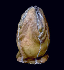 Alien Egg Prop