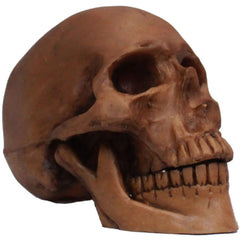 Resin Cranium Skull