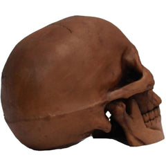 Resin Cranium Skull