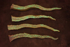 2' Octopus Posable Tentacle Blacklight Prop