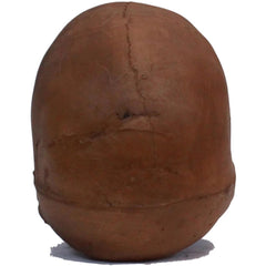 Resin Cranium Skull
