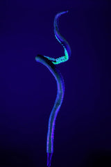 5' Kraken Posable Tentacle Blacklight Prop