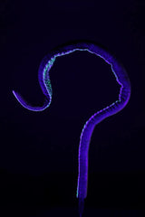 5' Kraken Posable Tentacle Blacklight Prop