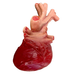 Veiny Realistic Heart Prop