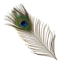 8-15" Natural Peacock Feathers