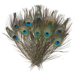 8-15" Natural Peacock Feathers