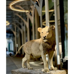 Real Taxidermy Lion Life Size Prop - RENTAL