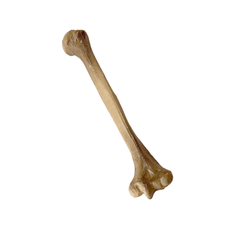 Realistic Lightweight Rigid Foam Humerus Prop