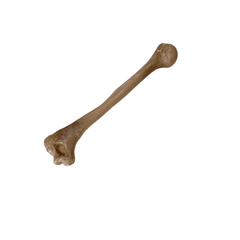 Realistic Lightweight Rigid Foam Humerus Prop