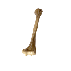 Realistic Lightweight Rigid Foam Humerus Prop