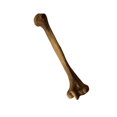 Realistic Lightweight Rigid Foam Humerus Prop