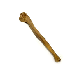 Realistic Ulna Bone Lightweight Rigid Foam - Clean