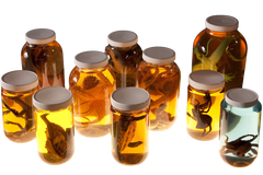 10 Piece Replica Specimen Jar Assortment