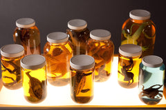 10 Piece Replica Specimen Jar Assortment