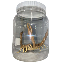 Scorpion Specimen Jar