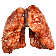 Realistic Bloody Lungs High End Urethane Prop
