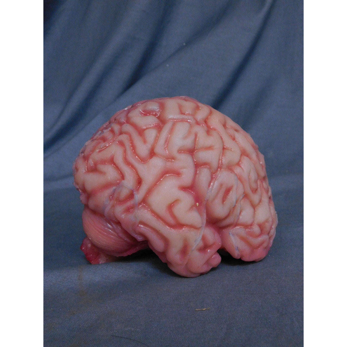 Realistic Silicone Rubber Life Size Brain