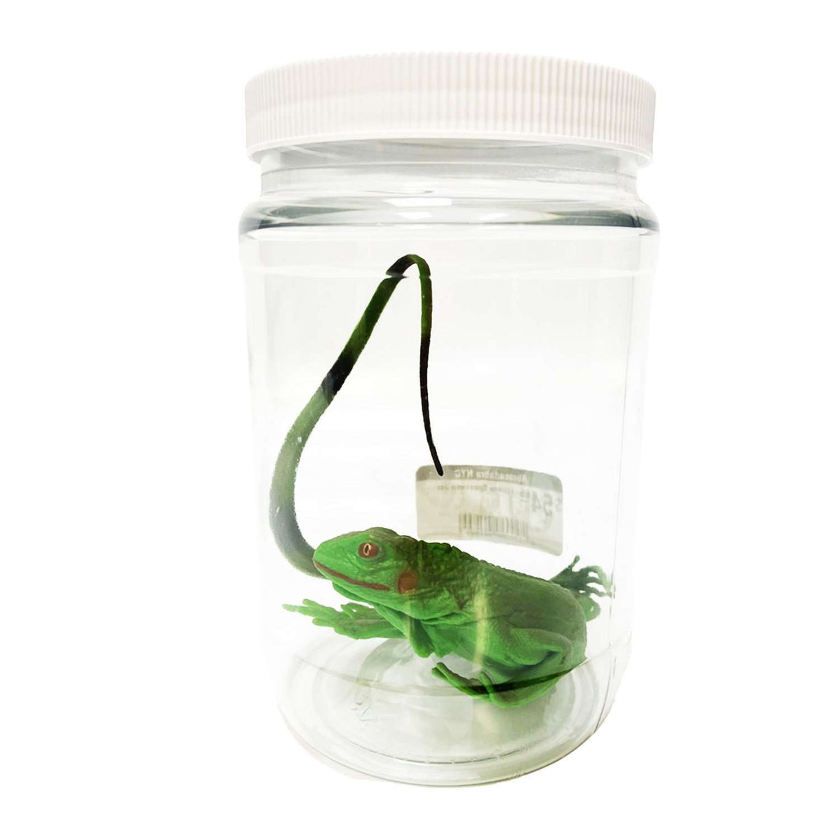 Iguana Specimen Jar