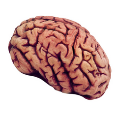 Realistic Life-Sized Bloody Brain