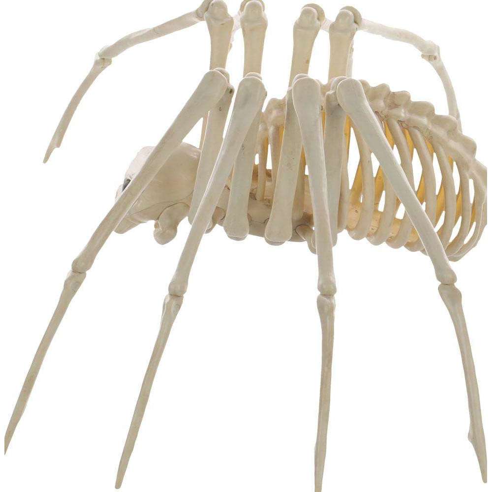 Spider Skeleton Decoration