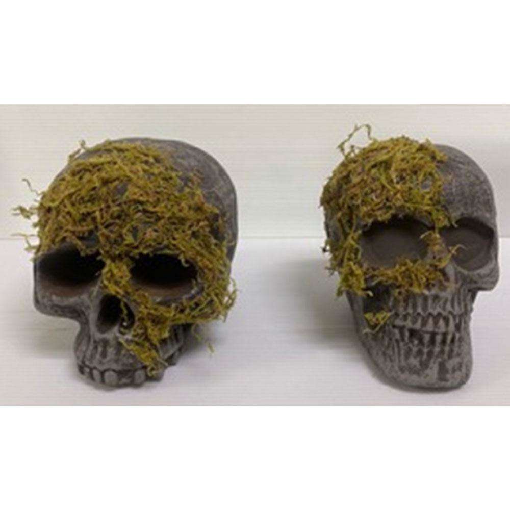 Moss Covered Skull with No Jaw