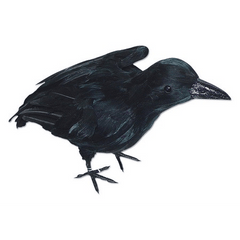 Realistic Crow With Perked Wings