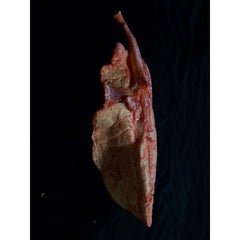 Right Large Lung Prop