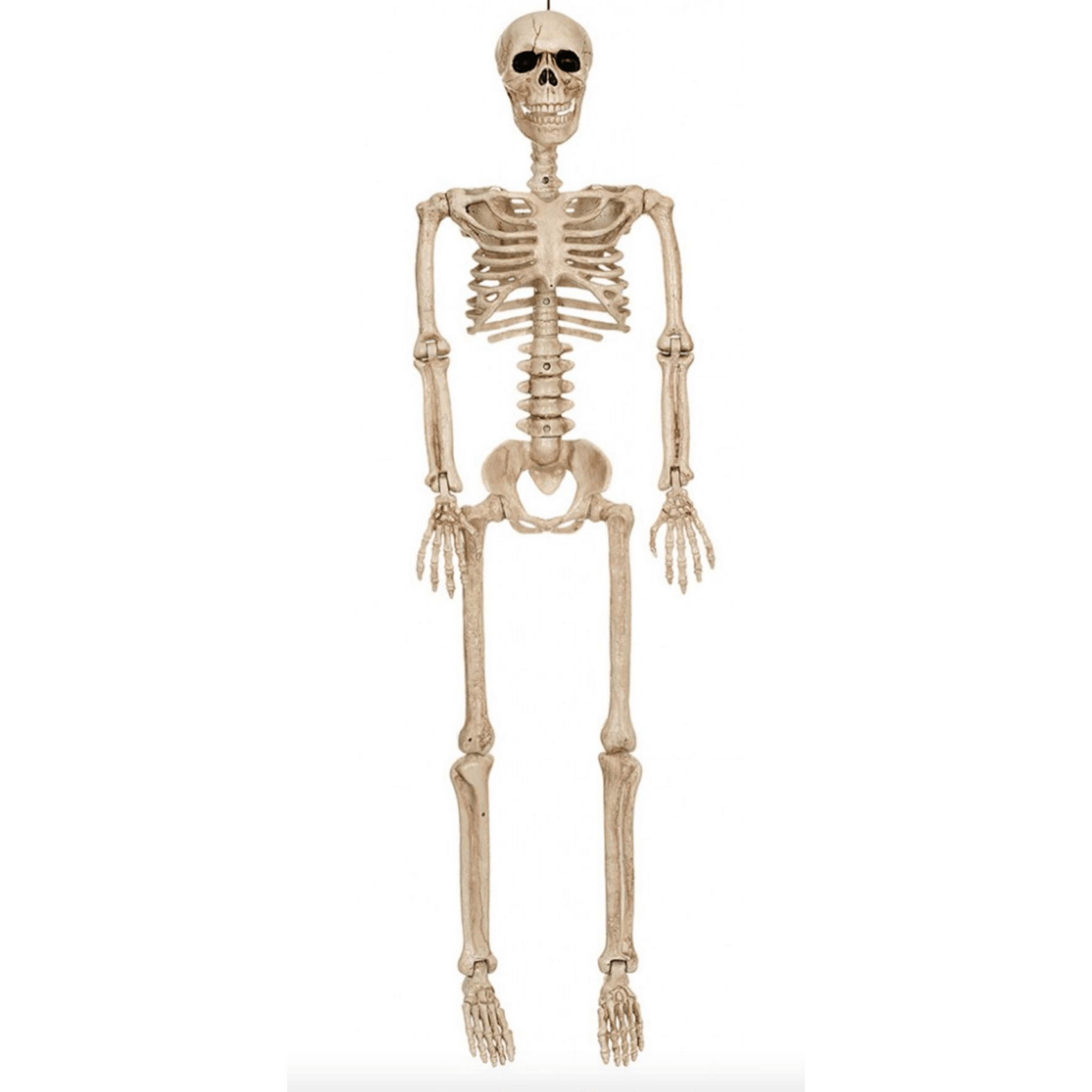 60" Skeleton Prop